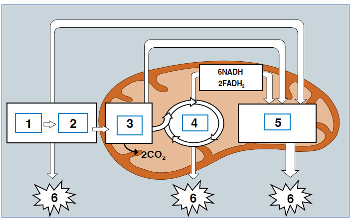 مراحل التنفس الخلوي مراحل التنفس الخلوي